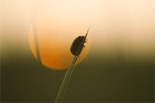 Bug at Sunset 2