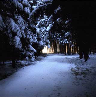 Forest Sunset, Bavaria