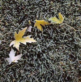 Aspen leaves