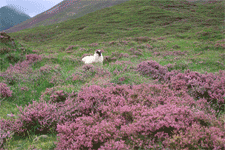 Sheep in Heather