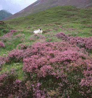 Sheep in Heather