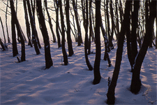 Trees in Snow