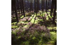 Heather at Aviemore