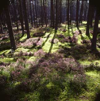 Heather at Aviemore